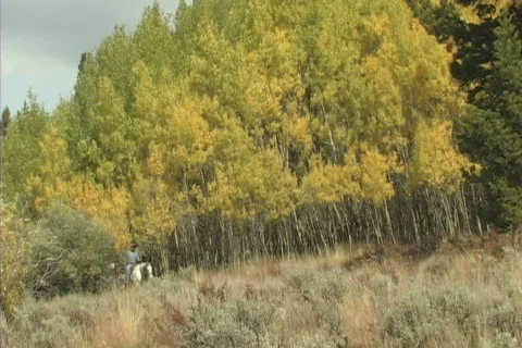 Hunters Packmules & Horses 2 Stock Footage