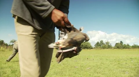 Hunters picking up dead doves from field Stock Footage 54591713