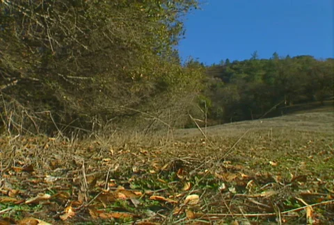 Hunters walking 01 Stock Footage 505205