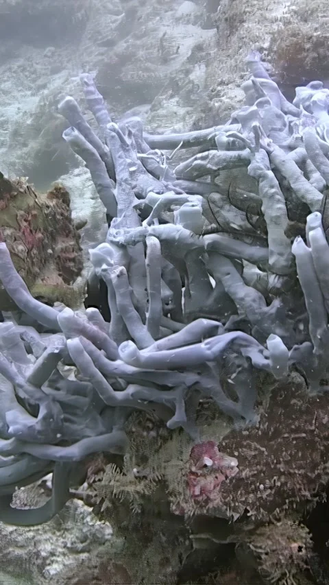 Hunting Ambush Predator Frogfish Hiding in Coral of Sipadan Island Stock Footage 328906555
