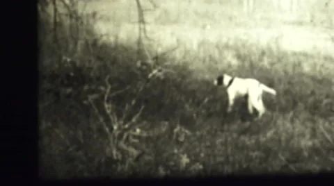 Hunting and shooting, dog pointer Stock Footage 43240826