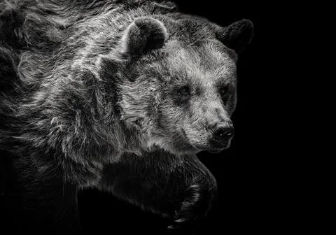 A hunting bear Stock Photos