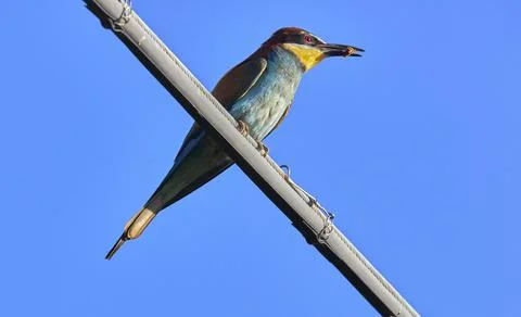 Hunting the bee-eater to the insect Stock Photos