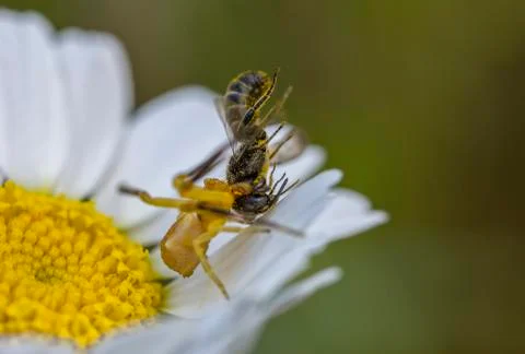 Hunting bee Stock Photos