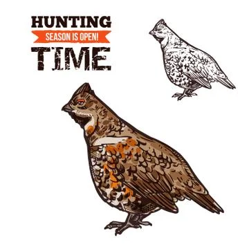 Hunting bird hazel grouse vector sketch Stock Illustration