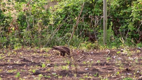 Hunting buzzard on field sitting and walking on field to hunt for prey like mice Stock Footage 332429618