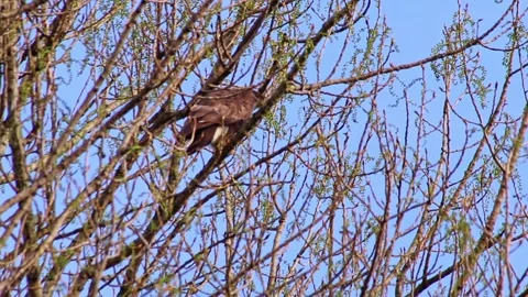 Hunting buzzard on field sitting and watching on branch to hunt for prey mice Stock Footage 332430278