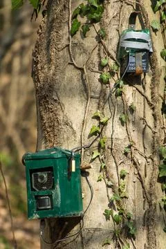Hunting camera, camera attached to a tree, used by hunters to spy wild animal Stock Photos