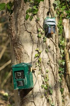 Hunting camera, camera attached to a tree, used by hunters to spy wild animal Stock Photos