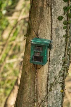 Hunting camera, camera attached to a tree, used by hunters to spy wild animal Stock Photos