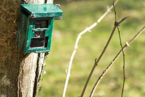 Hunting camera, camera attached to a tree, used by hunters to spy wild animal Stock Photos