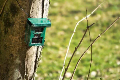 Hunting camera, camera attached to a tree, used by hunters to spy wild animal Stock Photos