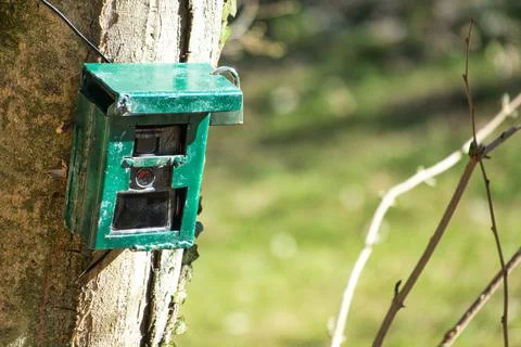 Hunting camera, camera attached to a tree, used by hunters to spy wild animal Stock Photos