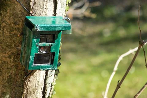 Hunting camera, camera attached to a tree, used by hunters to spy wild animal Stock Photos
