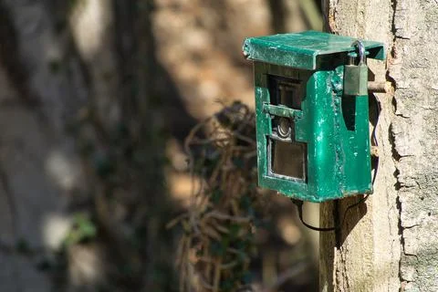 Hunting camera, camera attached to a tree, used by hunters to spy wild animal Stock Photos
