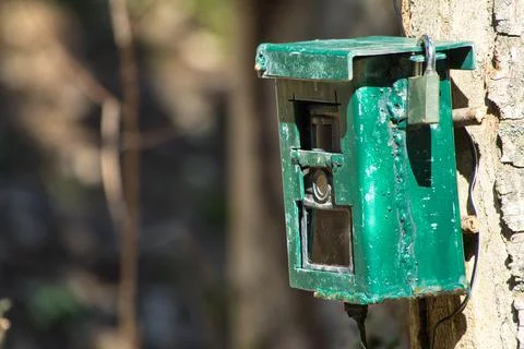 Hunting camera, camera attached to a tree, used by hunters to spy wild animal Stock Photos