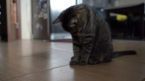 Hunting cat Stock Footage 148689760