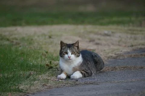 Hunting cat Stock Photos