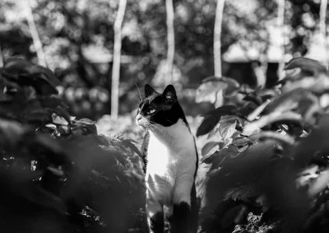 Hunting cat Stock Photos