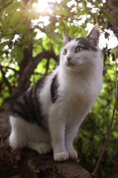 Hunting cat sit on the tree Stock Photos