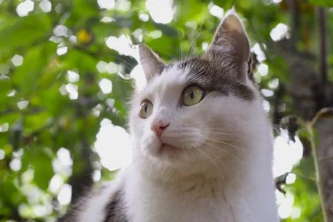 Hunting cat sit on the tree Stock Photos