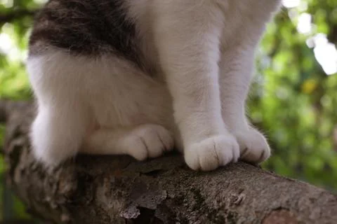 Hunting cat sit on the tree Stock Photos