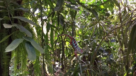 Hunting chameleon Stock Footage 100564405