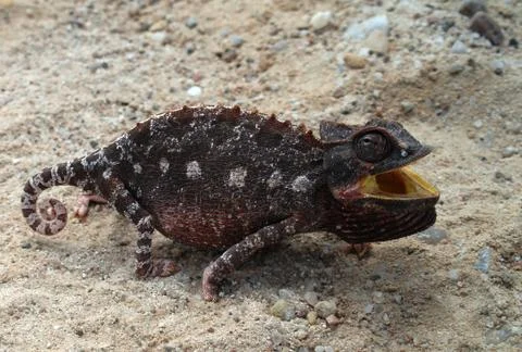 Hunting Chameleon, Namibia Stock Photos