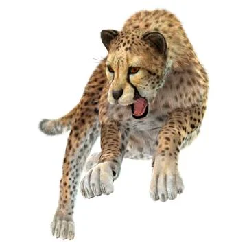 Hunting Cheetah Stock Illustration