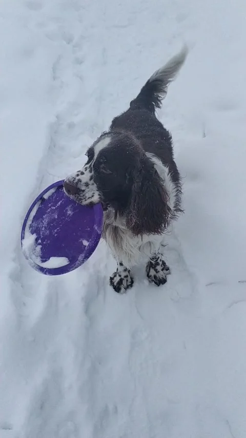 Hunting dog breed spaniel Playing Outdoor In Snow. Stock-Footage 229801954