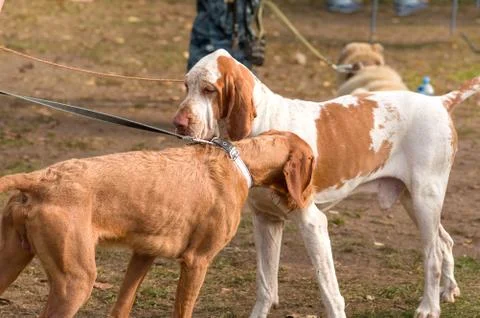 Hunting dog close-up Stock Photos