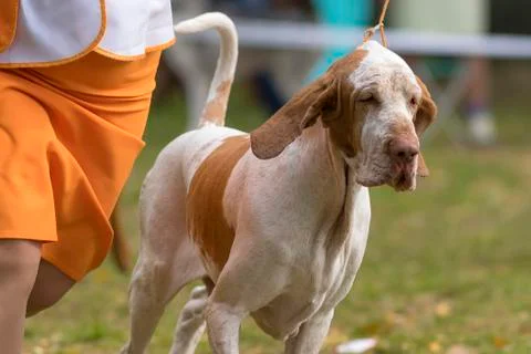 Hunting dog close-up Stock Photos