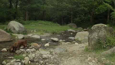 Hunting dog Cocker Spaniel River Forest Nature Stones Video stock 75810917