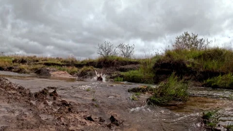 Hunting Dog Dashes Through Stream in Pursuit of Toy on Overcast Day 스톡 동영상 333829693