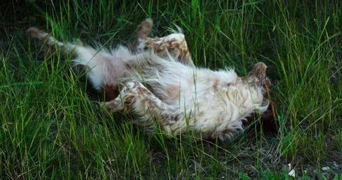 A hunting dog of the Drathaar Stock Footage 132369474