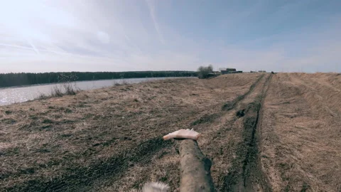 A hunting dog eats bait from a stick. Training and training of dogs. Stock Footage 157908114