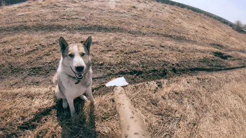 A hunting dog eats bait from a stick. Training and training of dogs. Stock Footage 157908149
