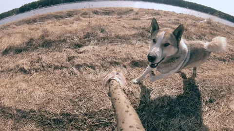A hunting dog eats bait from a stick. Training and training of dogs. Stock Footage 157908287