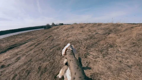 A hunting dog eats bait from a stick. Training and training of dogs. Stock Footage 157908310
