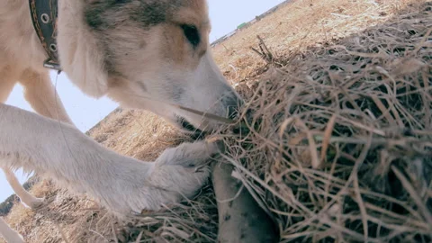 A hunting dog eats bait from a stick. Training and training of dogs. Stock Footage 157908505