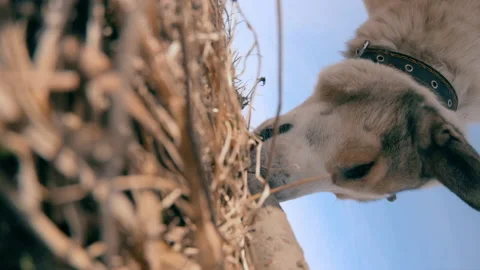 A hunting dog eats bait from a stick. Training and training of dogs. Stock Footage 157908558