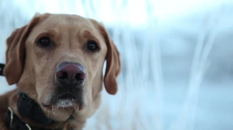 Hunting Dog Video stock 46765296