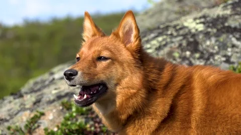 Hunting dog Stock Footage 282359731