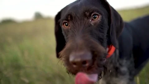 Hunting dog German wirehaired pointer in grass field nature - Kurzhaar breed Stock Footage 263335798