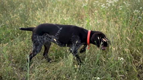 Hunting dog German wirehaired pointer in grass field nature - Kurzhaar breed Stock Footage 263335860