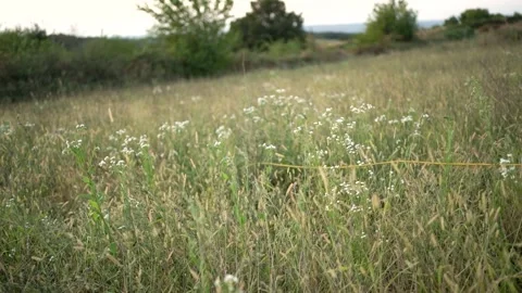 Hunting dog German wirehaired pointer in grass field nature - Kurzhaar breed Stock Footage 263335988
