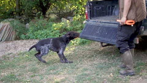 Hunting dog German wirehaired pointer in grass field nature - Kurzhaar breed Stock Footage 263336016