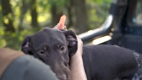 Hunting dog German wirehaired pointer in grass field nature - Kurzhaar breed Stock Footage 263336079