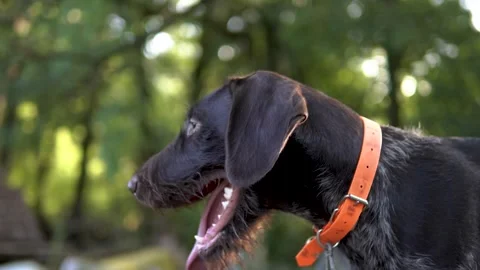 Hunting dog German wirehaired pointer in grass field nature - Kurzhaar breed Stock Footage 263336158