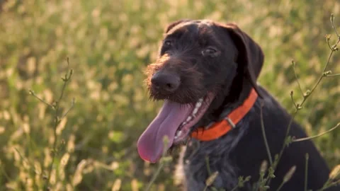Hunting dog German wirehaired pointer in grass field nature - Kurzhaar breed Stock Footage 263336159